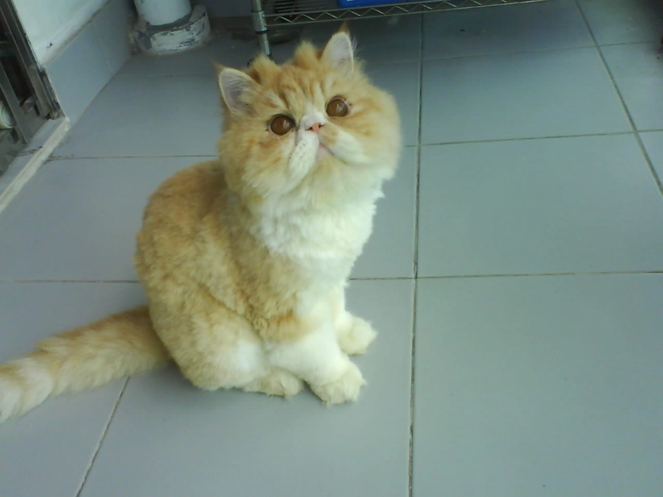 （语文S版）二年级语文下册课件找不到快乐的波斯猫1_第3页