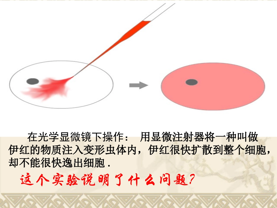 31细胞膜——系统的边界_第2页