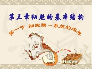 31细胞膜——系统的边界