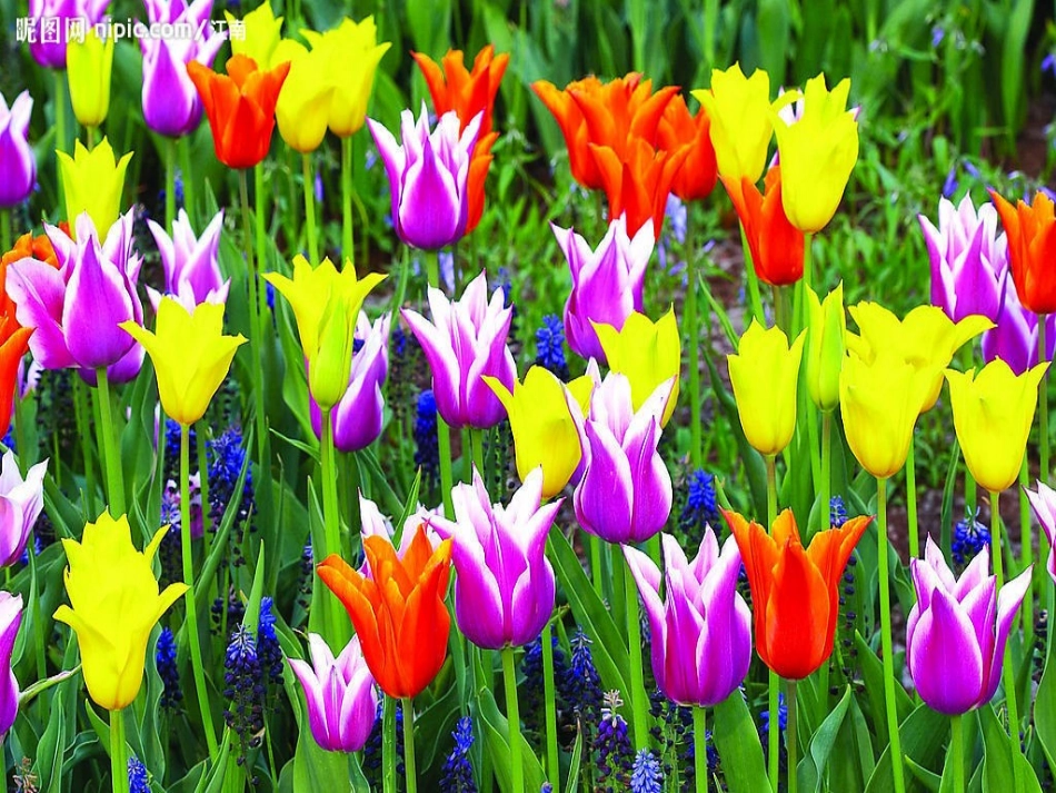 《花钟》(2)_第2页