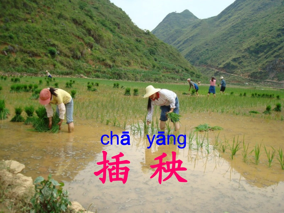 插秧课件李守梅_第3页