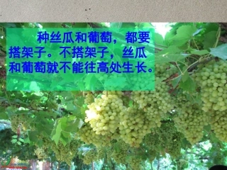 爬山虎的脚 (6)
