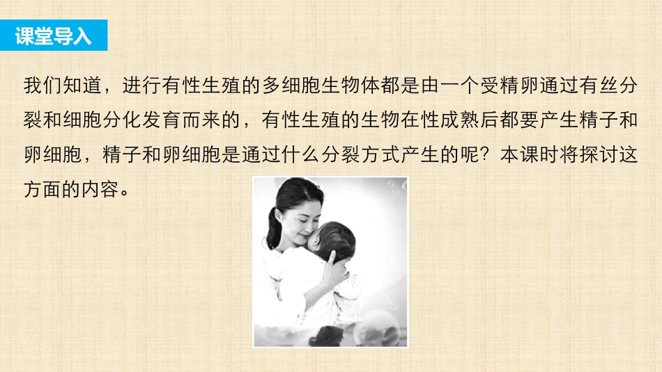 211减数分裂的概念、精子的形成过程_第3页