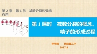 211减数分裂的概念、精子的形成过程