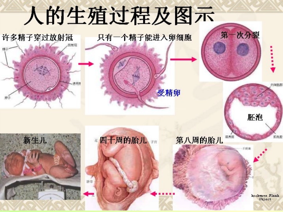 221细胞通过分裂产生新细胞_第2页