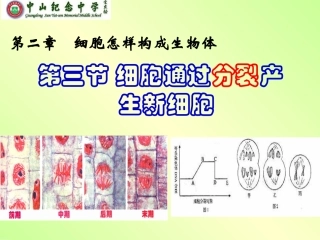 221细胞通过分裂产生新细胞