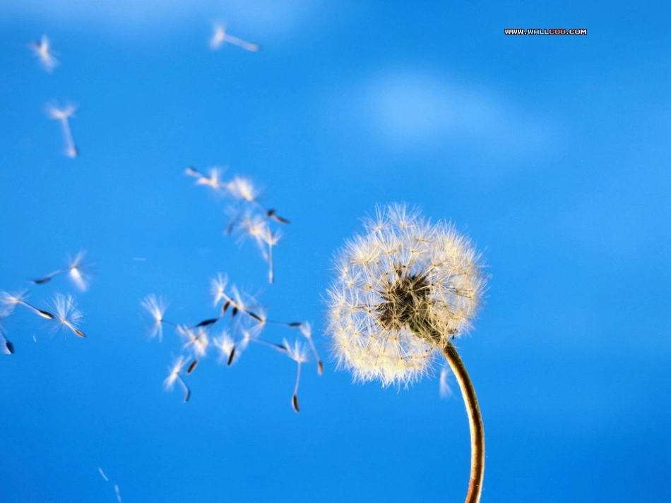 《植物妈妈有办法》_第2页