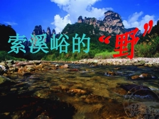 4索溪峪的野 (2)