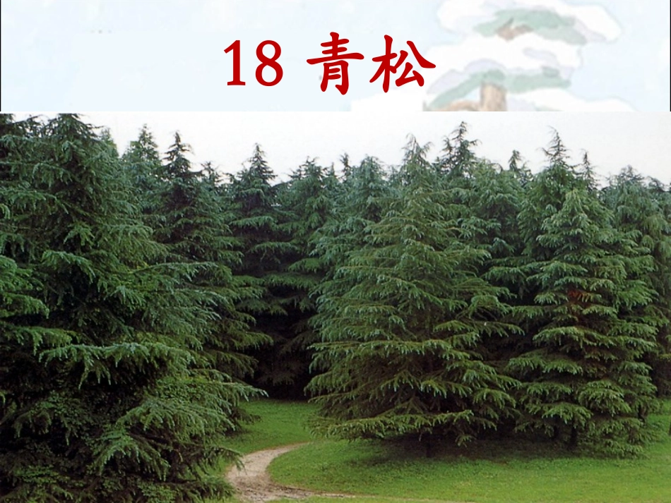 《青松》课件_第1页