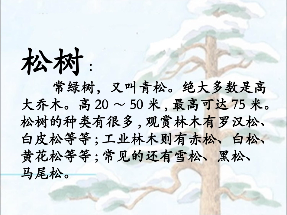 《青松》课件_第3页