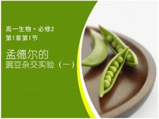 必修2-11-孟德尔的豌豆杂交实验(一)公开课