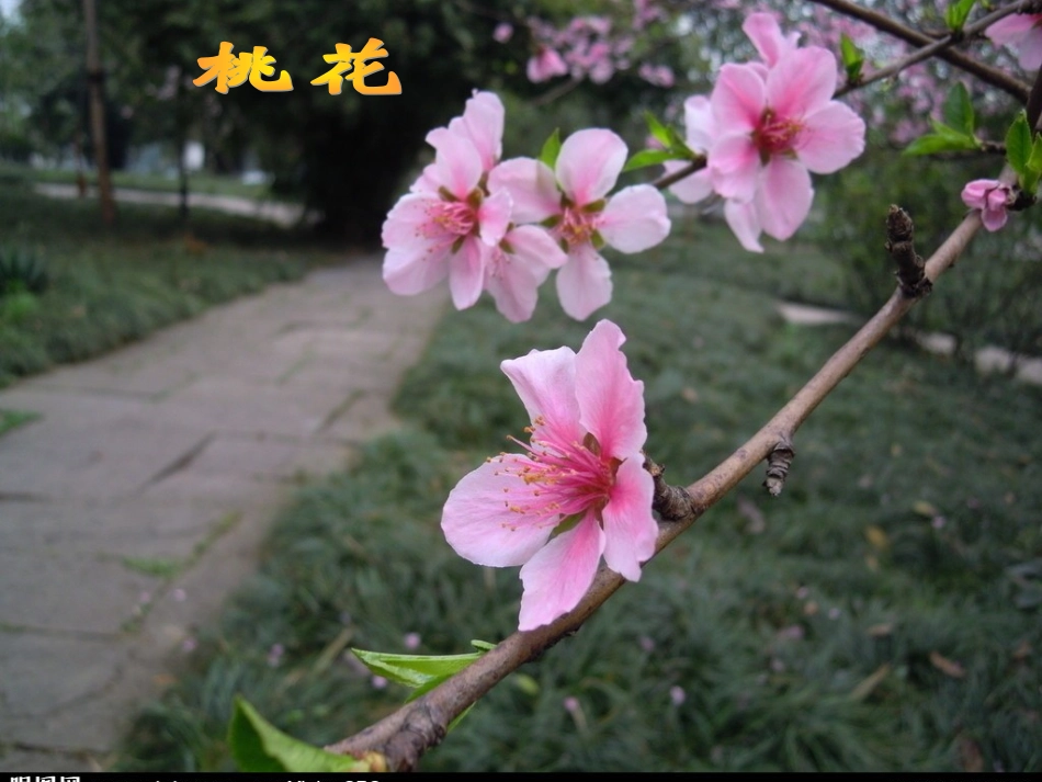 三年级上册语文第13课_花钟_第3页