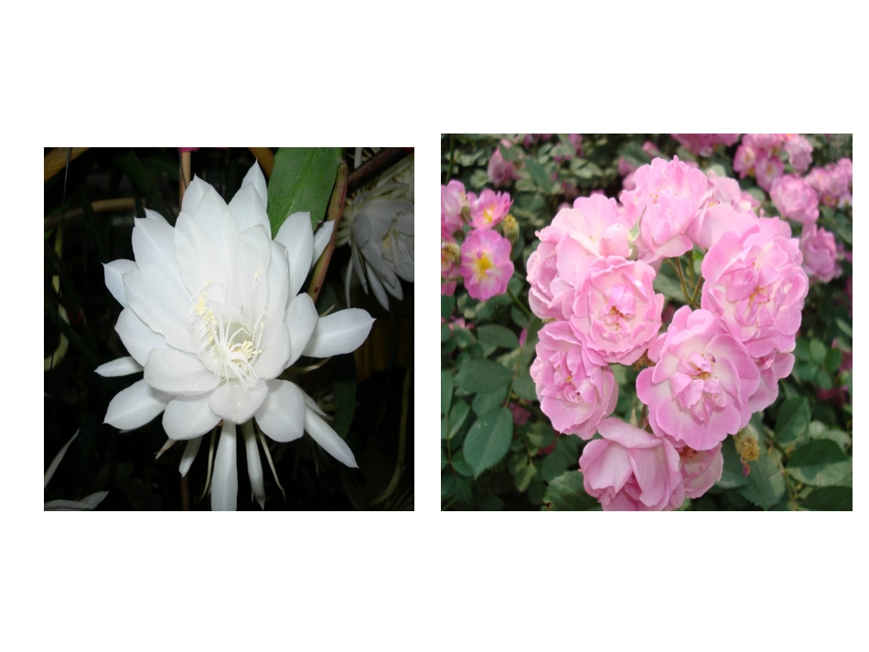 花钟教学课件_第2页