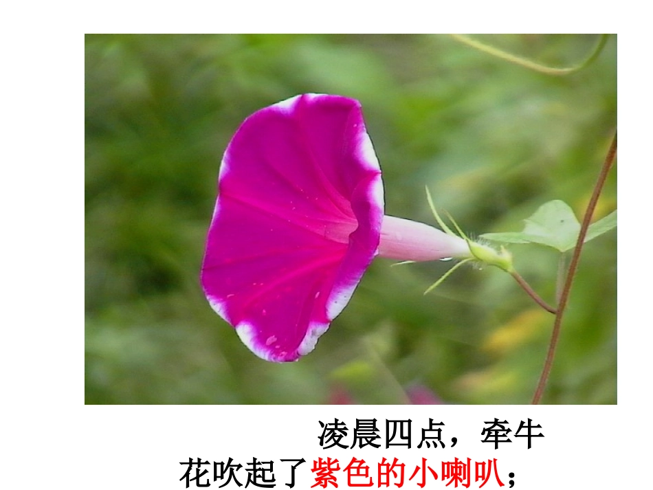 花钟教学课件_第3页