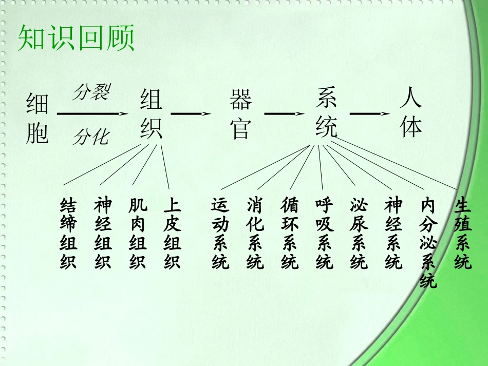 223植物体的结构层次_第2页