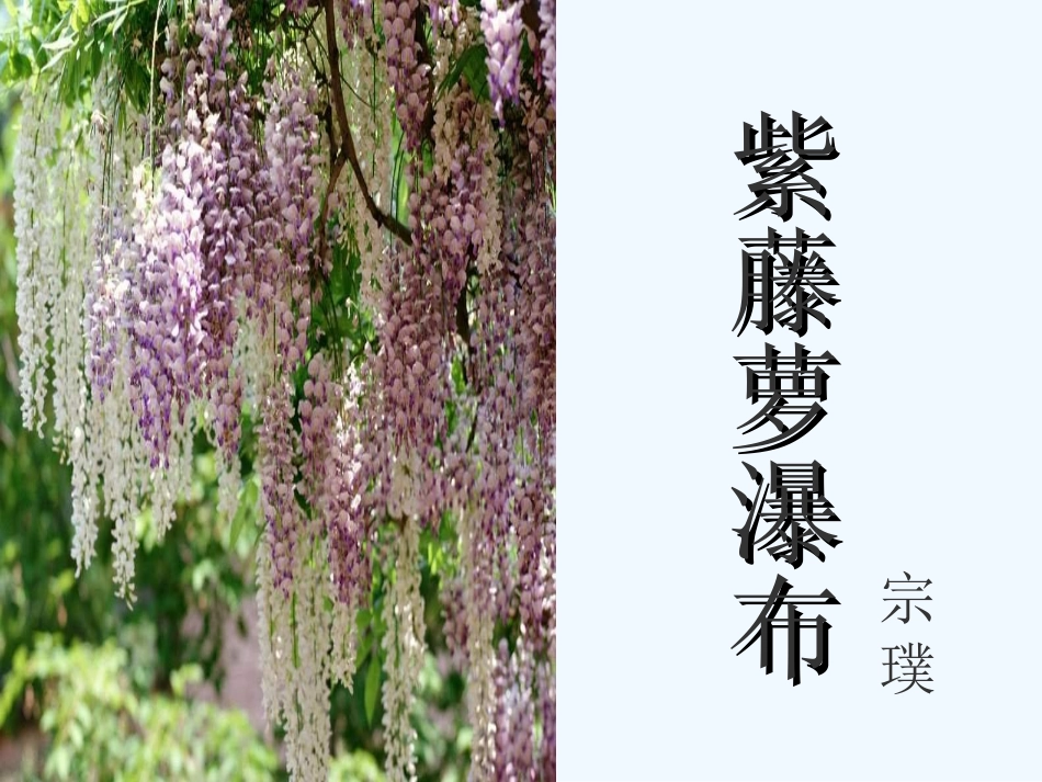 七年级语文上册 第一单元第4课《紫藤萝瀑布》课件 人教新课标版_第1页