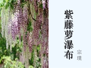 七年级语文上册 第一单元第4课《紫藤萝瀑布》课件 人教新课标版