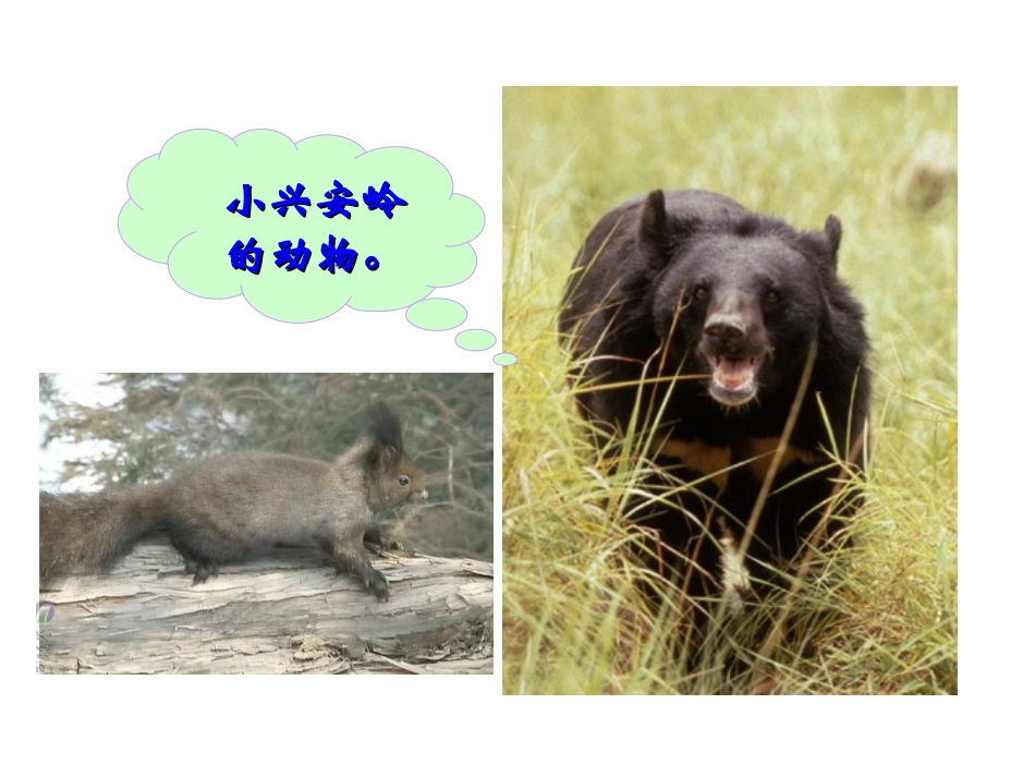 三年级上册语文——23美丽的小兴安岭_第3页