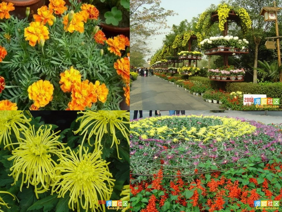 三年级作文《菊花》_第2页