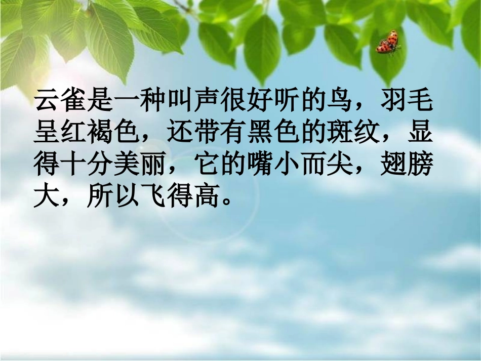 19、云雀的心愿_第2页