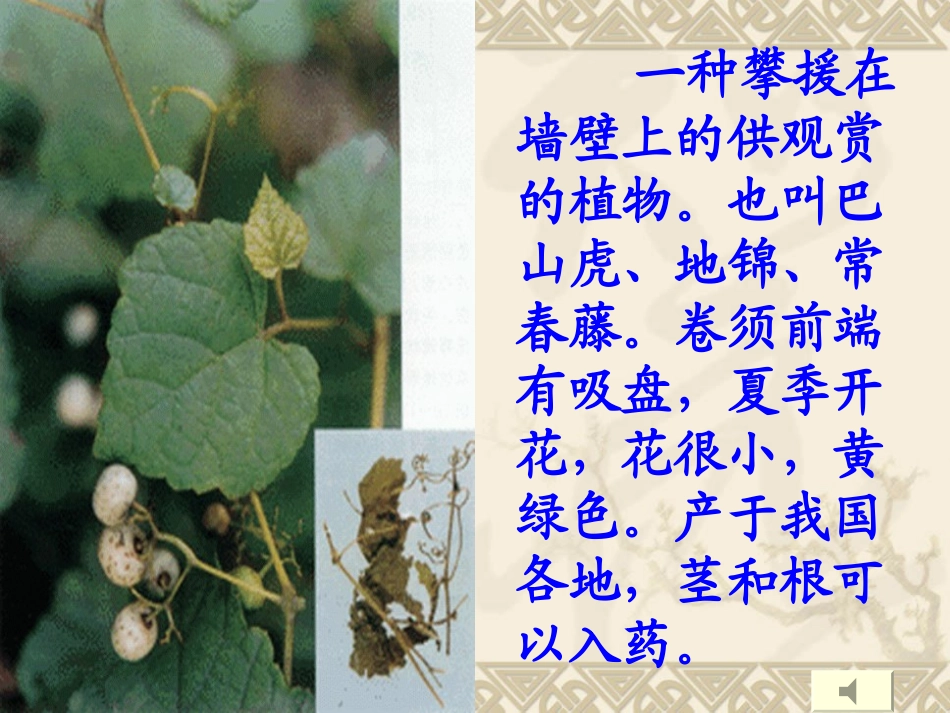 爬山虎的脚 (8)_第3页