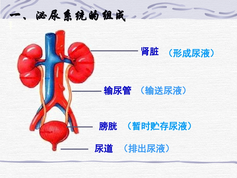 人体内废物的排出_第3页