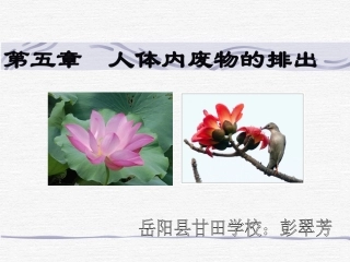 人体内废物的排出