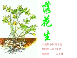 《落花生》课件