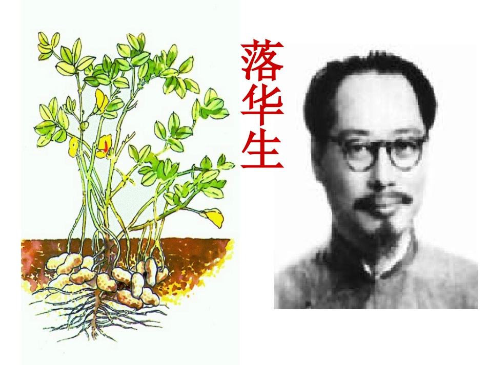 落花生1 (3)_第2页