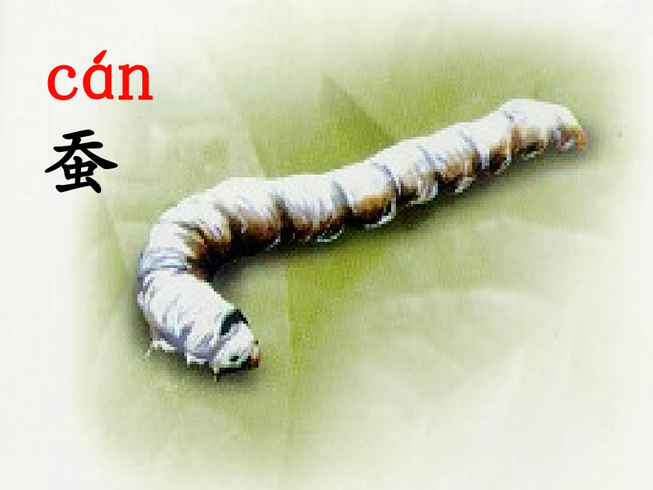 《蚕姑娘》课件_第3页
