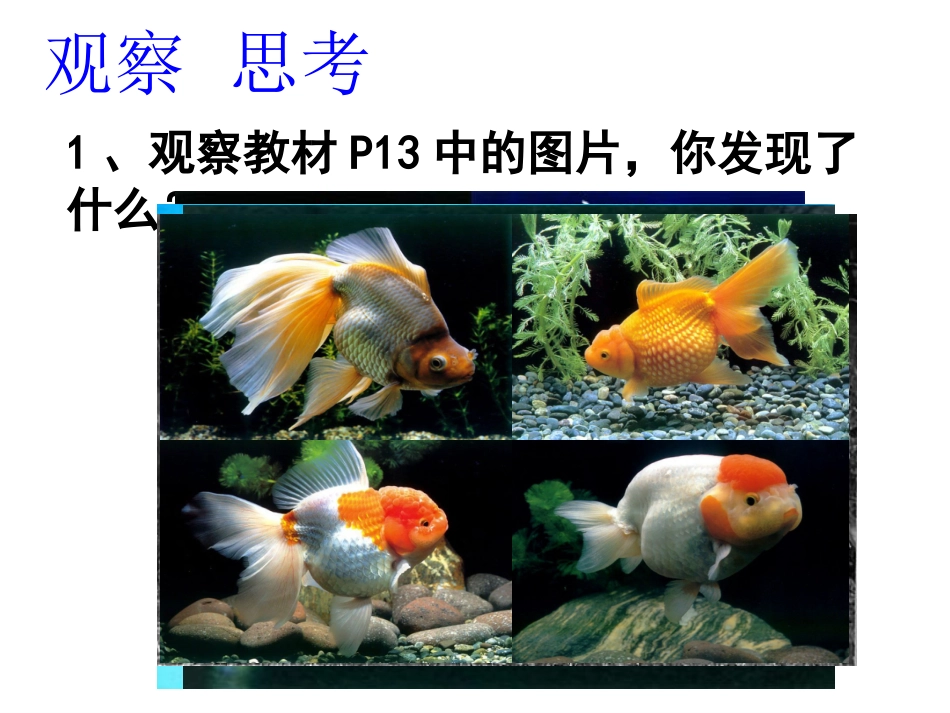 新人教版八年级下册_生物的变异_第3页