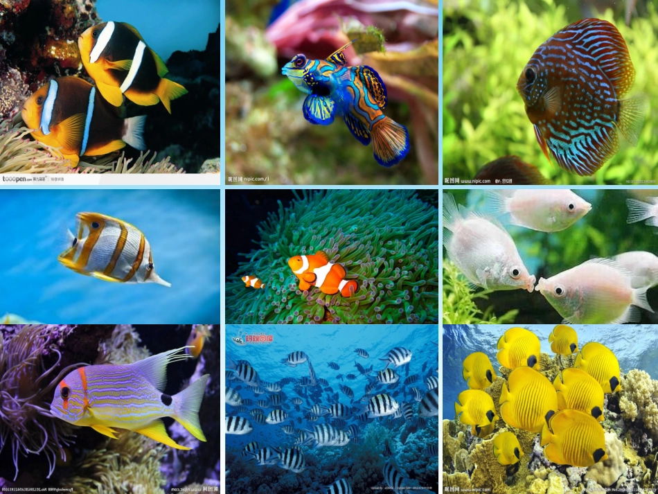 热带鱼王红11_第1页