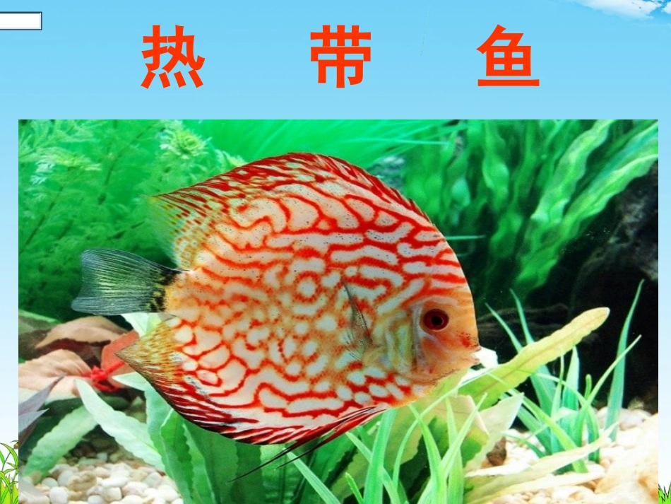 热带鱼王红11_第2页