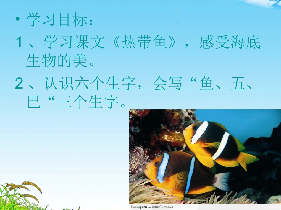 热带鱼王红11_第3页