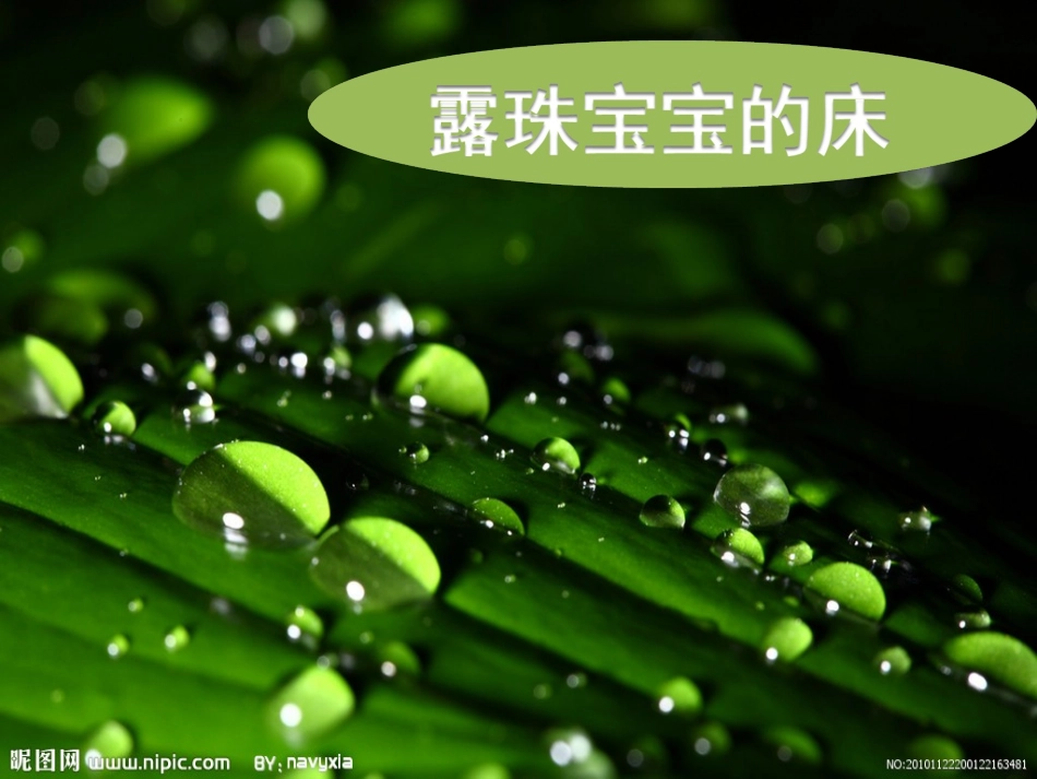 露珠宝宝的床_第1页