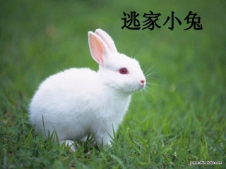 逃家小兔_绘本