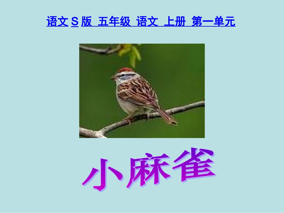 《小麻雀》课件(语文S版五年级语文上册课件)_第1页