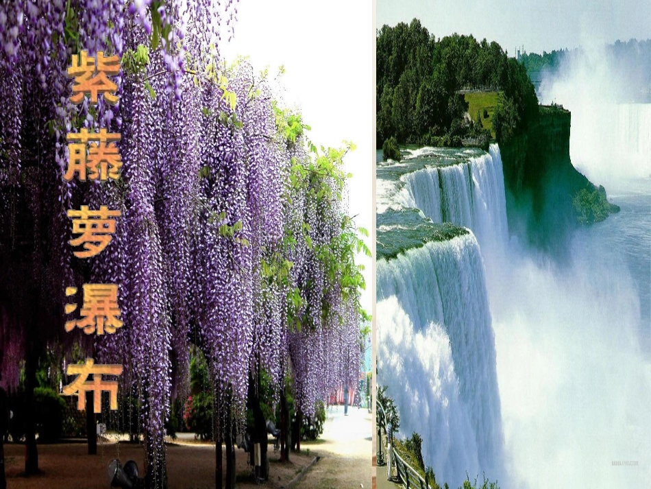 七年级语文上册 第4课紫藤萝瀑布课件 人教新课标版_第2页