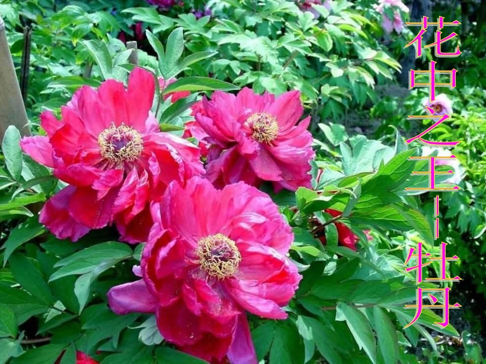 323开花和结果_第3页