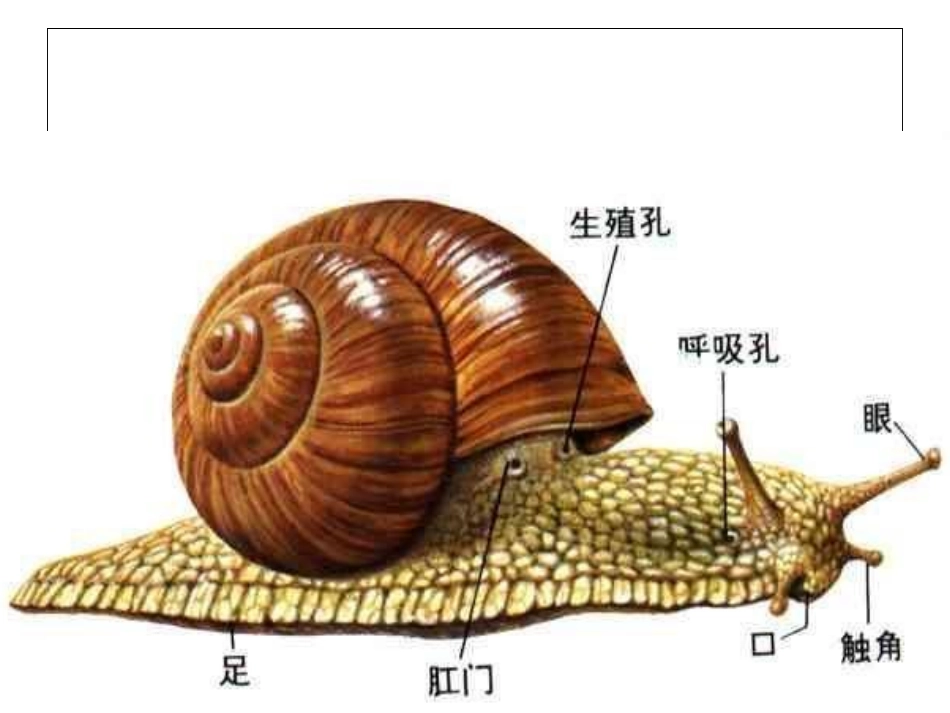 22蜗牛（一）_第3页