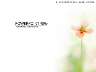 淡雅清新唯美PPT模板