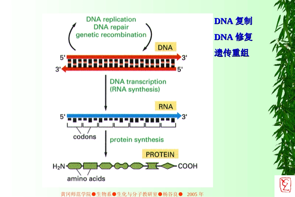第三章-生物信息传递(上_第3页