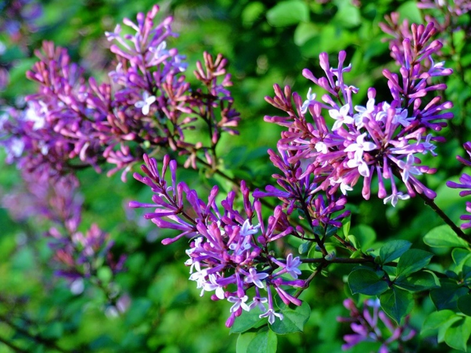 一株紫丁香改过的)_第1页