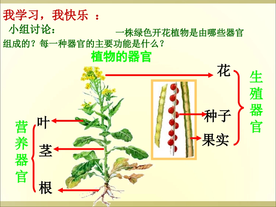 植物层次课件_第3页