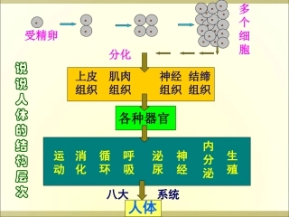 植物层次课件