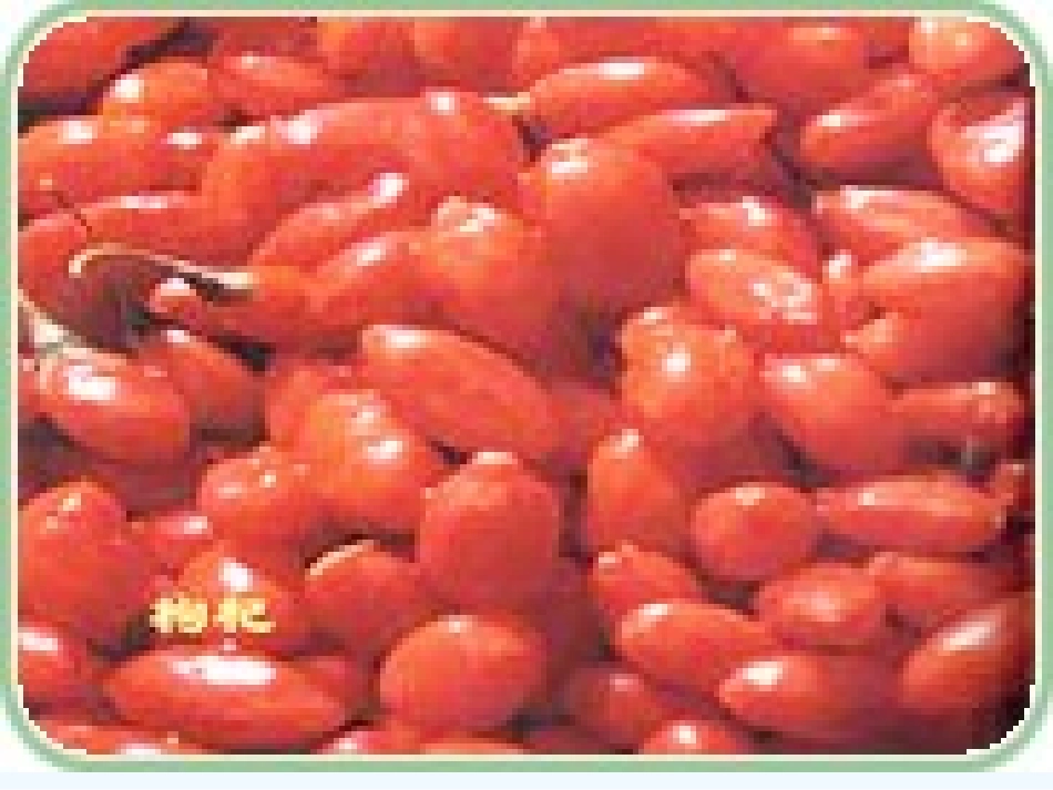 七年级语文下册《三颗枸杞豆》课件 苏教版_第3页