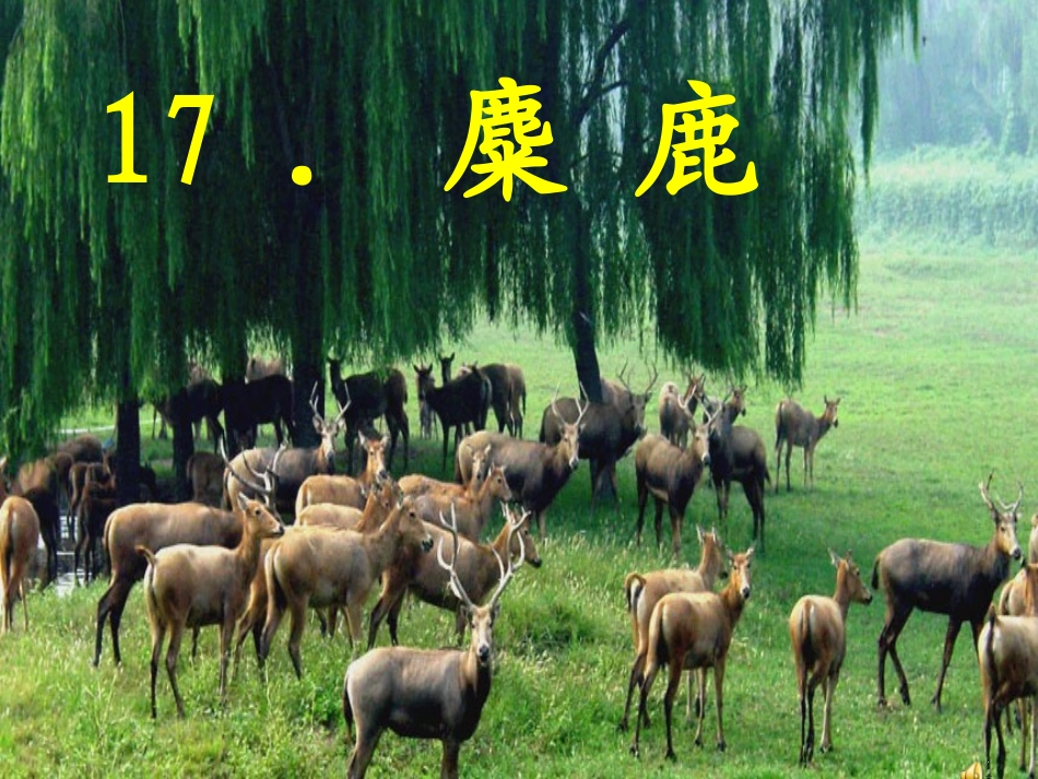 麋鹿课件[1]_第1页