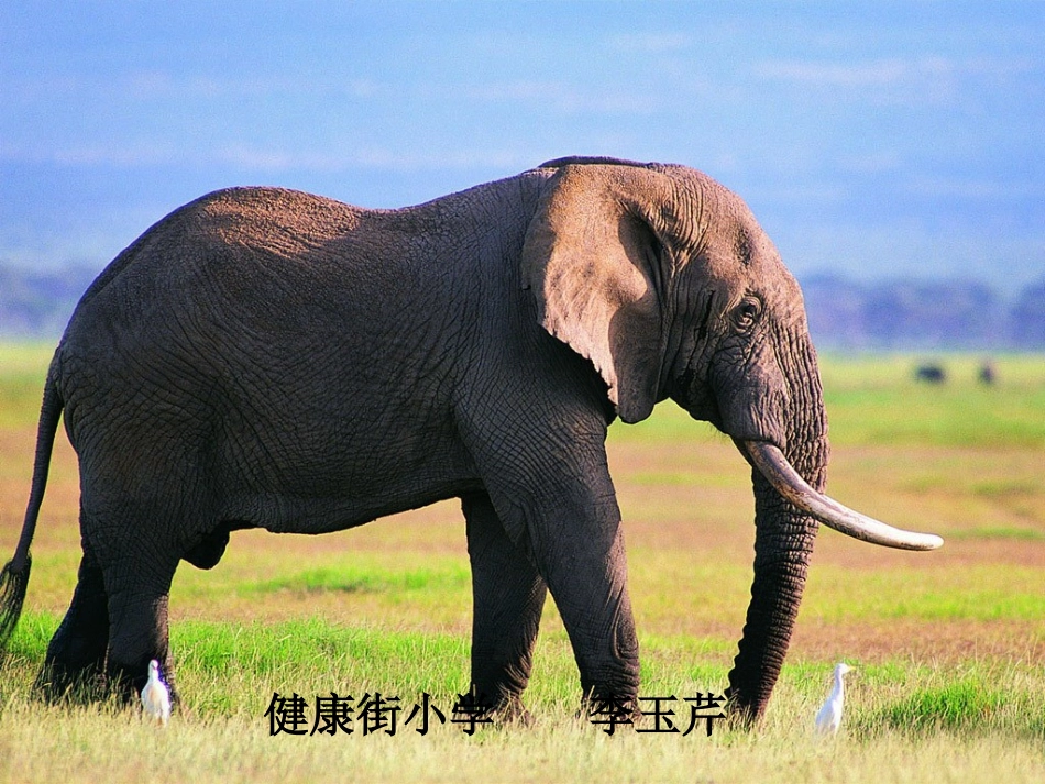 最后一头战象_第1页