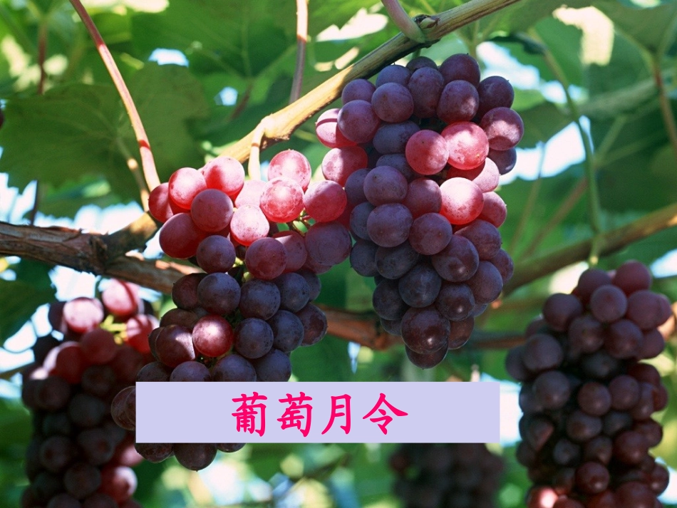 葡萄月令课件_第1页