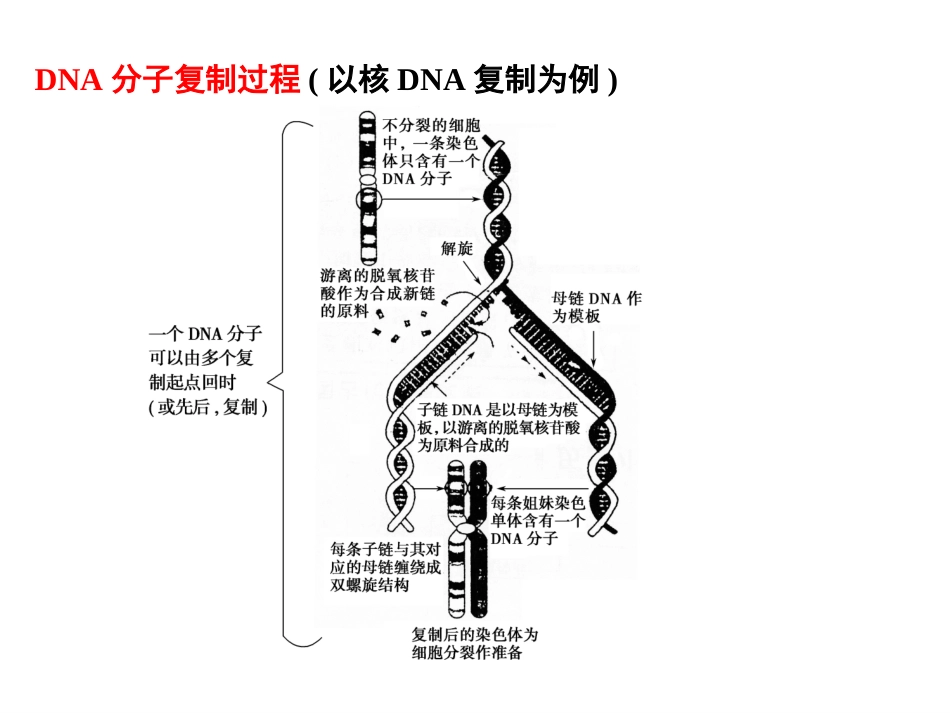 第2讲　DNA分子的结构、复制及基因是有遗传效应的DNA片段_第2页